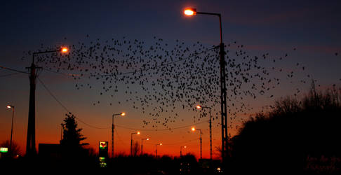 Sunset with birds