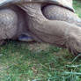 Giant Tortoise Stock