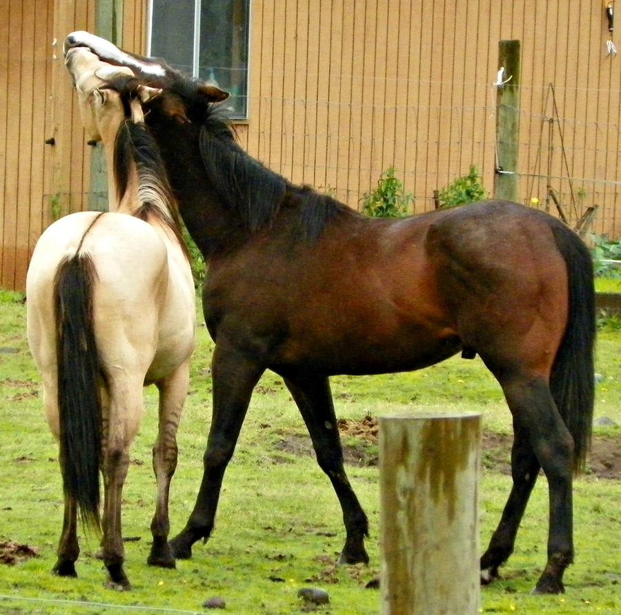 Horse Play- Stock
