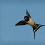 Flying Swallow