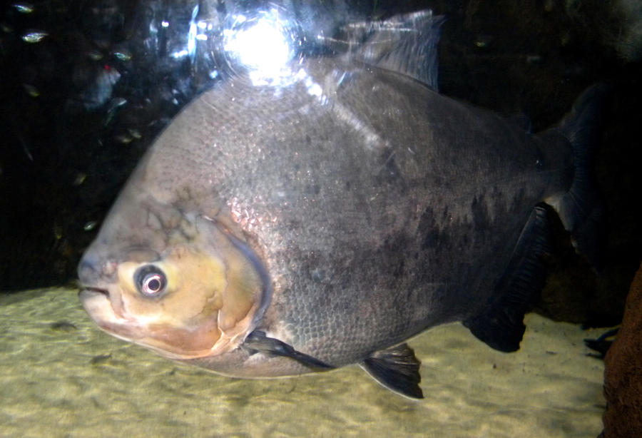 pacu by fun-sized-cupcake on DeviantArt