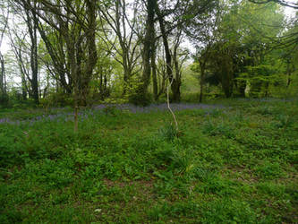 Dense heligan woodland