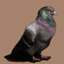 Pigeon