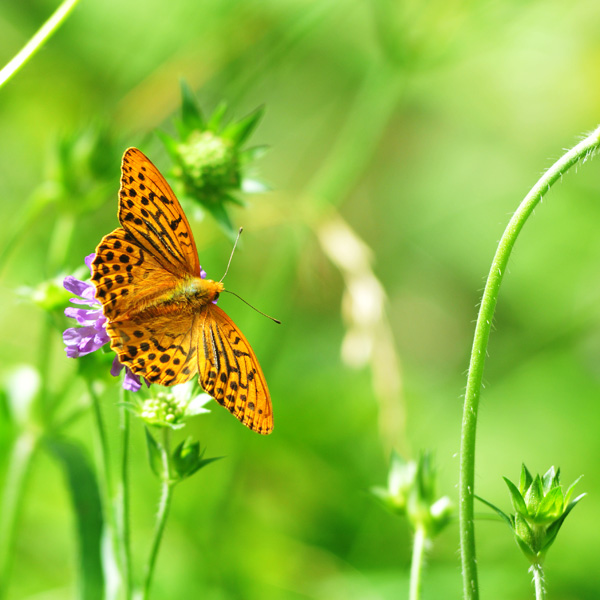 Orange butterfly by dbroglin Orange butterfly by dbroglin