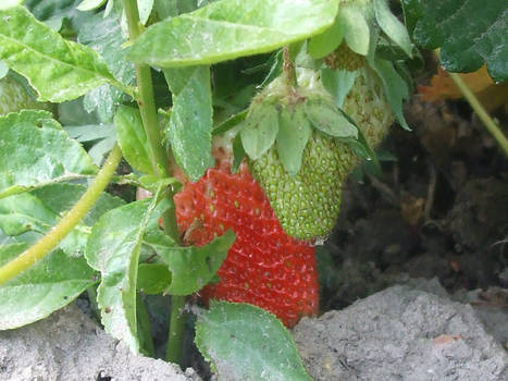 strawberry