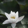 waterlily ii