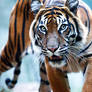 Sumatran Tiger i