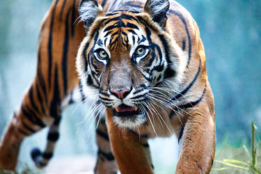 Sumatran Tiger i by weaverglenn