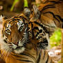 Sumatran Tiger Mother + Cub i