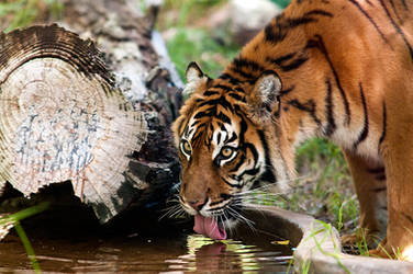 Sumatran Tiger ii by weaverglenn