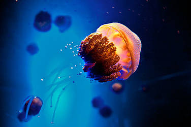 Illuminated Jellyfish by weaverglenn