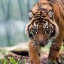 Sumatran Tiger iii