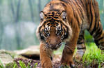 Sumatran Tiger iii by weaverglenn
