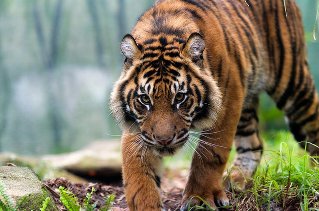 Sumatran Tiger iii