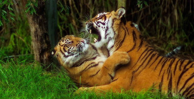 Sumatran Tiger Mother + Cub ii