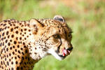 Cheetah i by weaverglenn