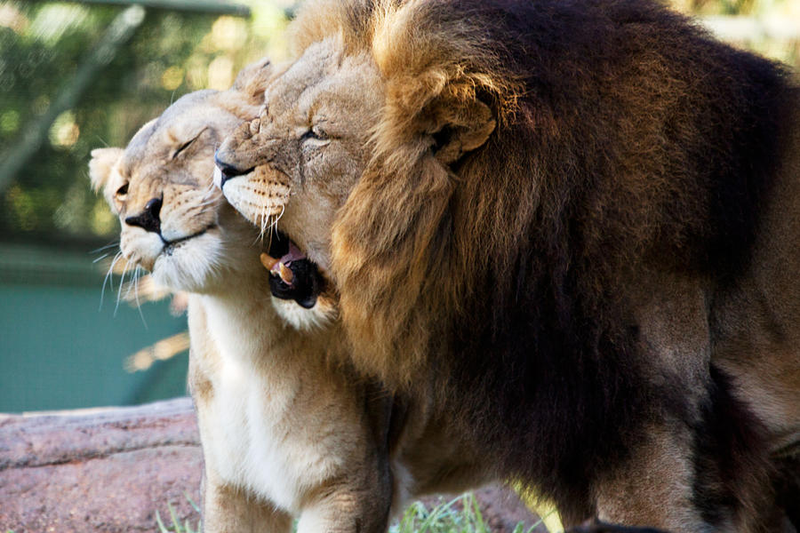 Любовный лев неделя. Лев и львица. Лев. Львы любовь. Лев Кусь.