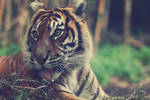 Sumatran Tiger vi by weaverglenn