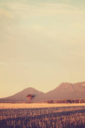 Stirling Ranges i