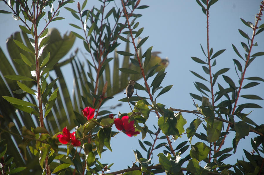 Trochilidae