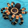 Red Knee Tarantula