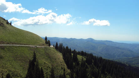 Road through the forrest