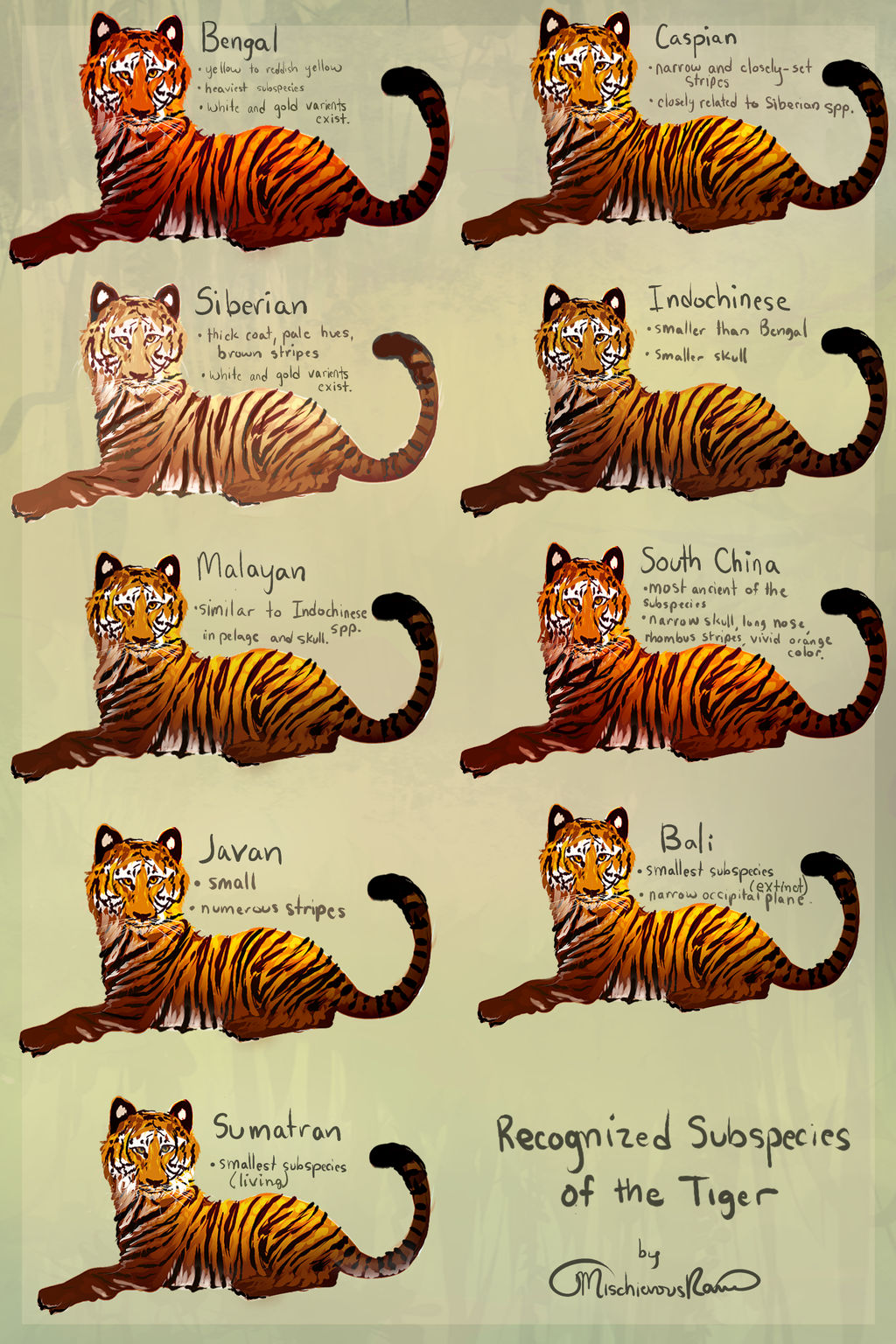 Hybrids Between Tiger Subspecies
