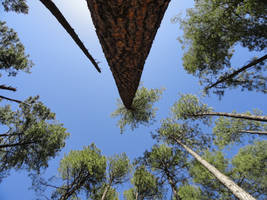 Tree Weaver