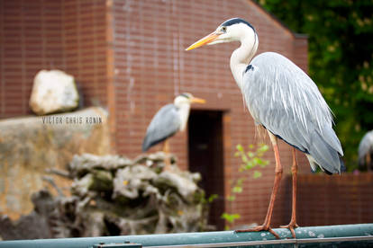 Grey Heron