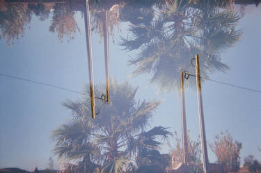 Reflected Palm