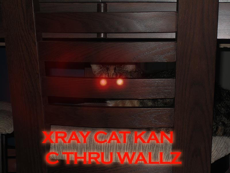 X Ray Cat by LostTemplar8 on DeviantArt