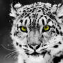 White Leopard