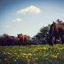 horses on the field