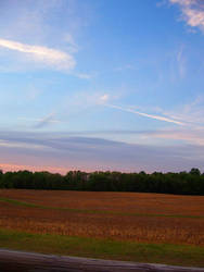 cornfield