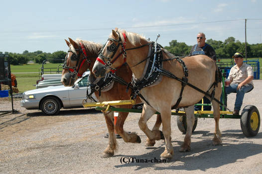 Riding the Horses