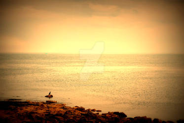 Cormorant gaze