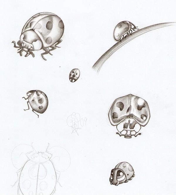 Ladybug Study