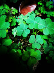 Clover for Luck