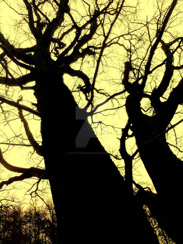 Two Angry Trees by Kate-Paradise on DeviantArt