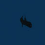 Pacific Viperfish