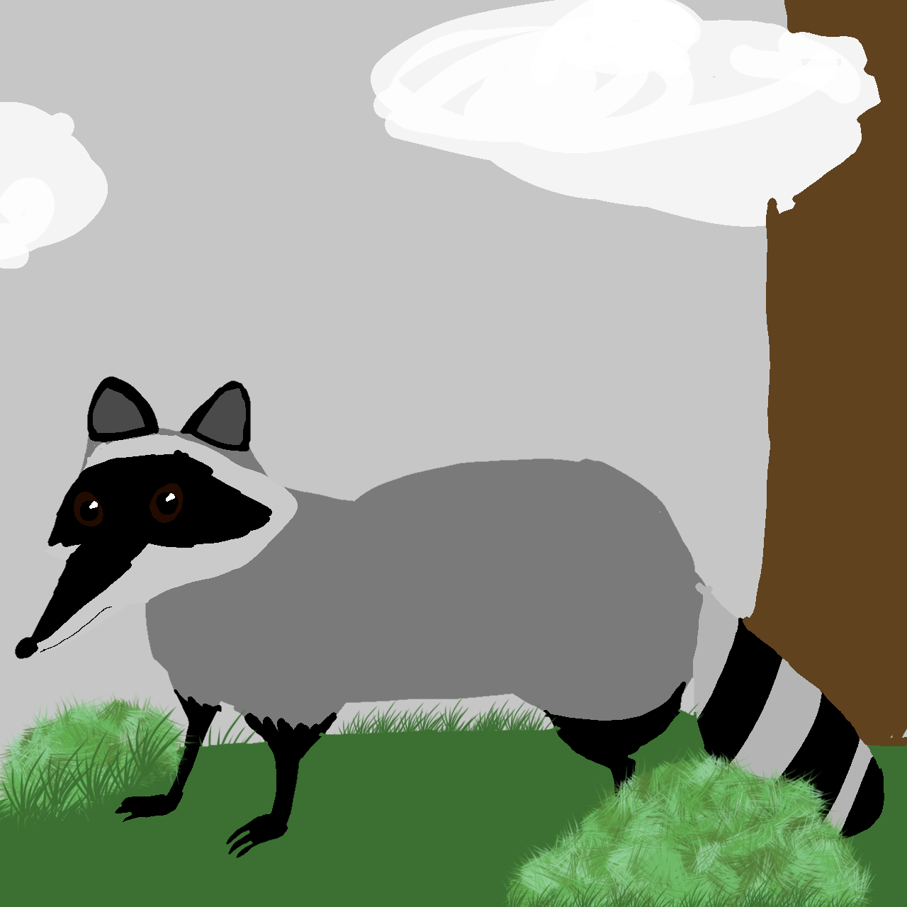 Raccoon