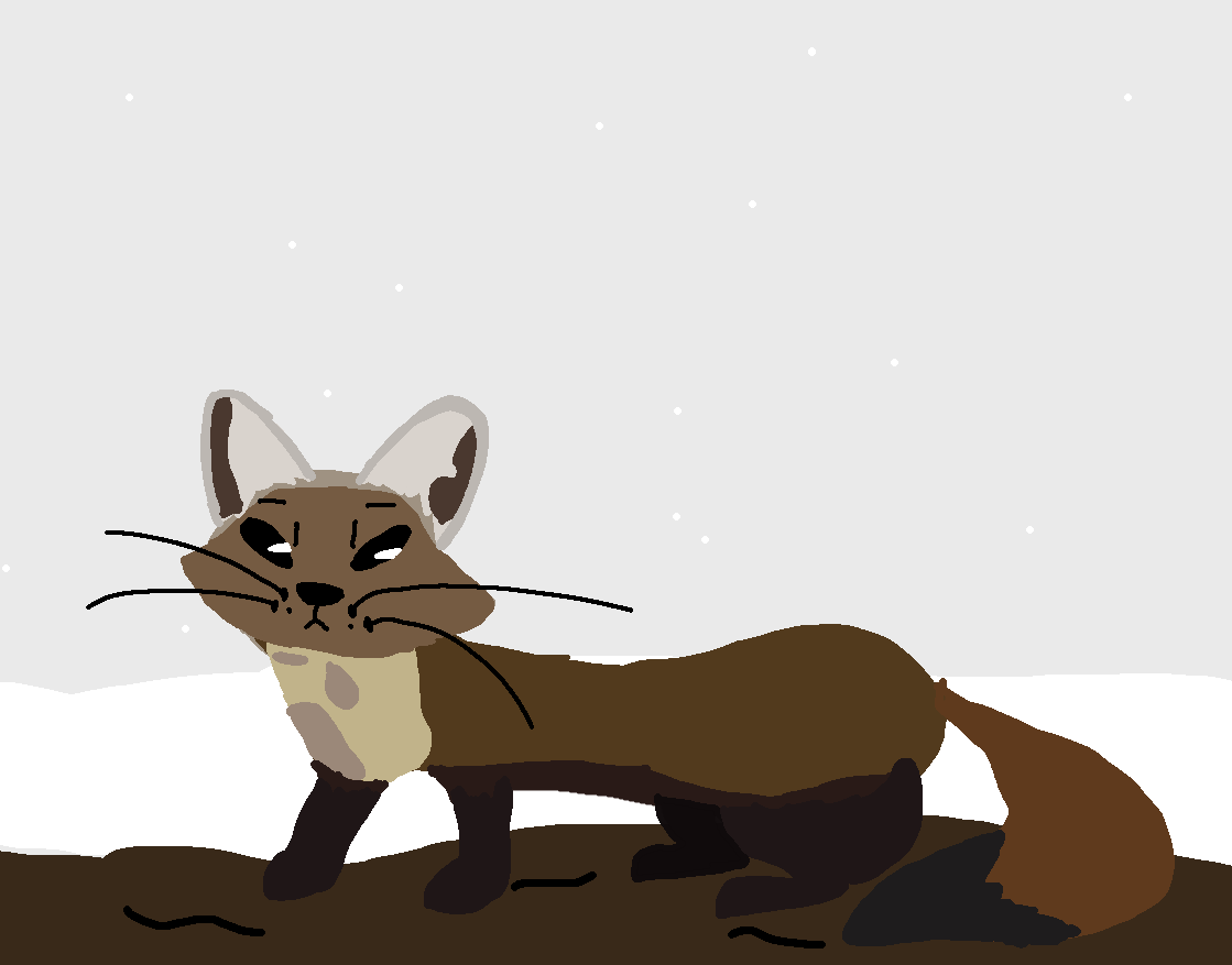 American pine marten