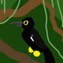 Kauai oo bird