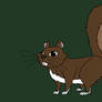 Forest squirrel