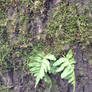 Moss and Ferns on Tree