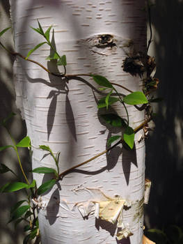 Birch and Vine