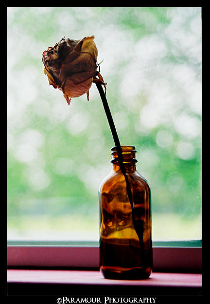 Petrified Rose by Cemetary-Drive812 on DeviantArt