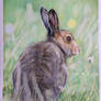 Hare Drawing