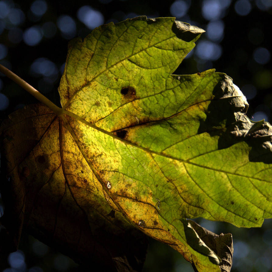 Rot, baby, rot II by akseiya on DeviantArt