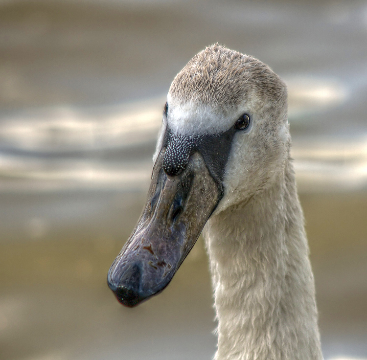 O hai. Got bread?